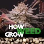 growweedeasier43